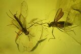 Eight Fossil Flies (Diptera) In Baltic Amber #200072-5